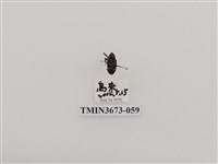 藏品(象鼻蟲(1))的圖片